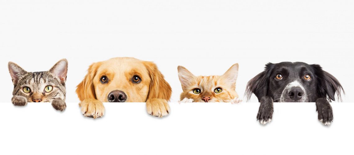 Can-I-foster-with-dogs-and-other-pets-scaled