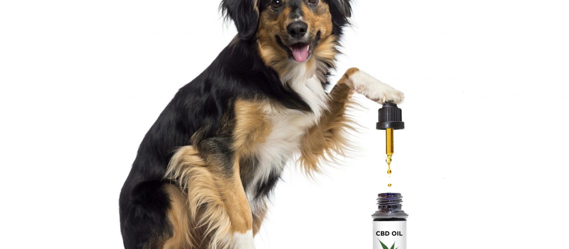 cbd-oil-for-pets